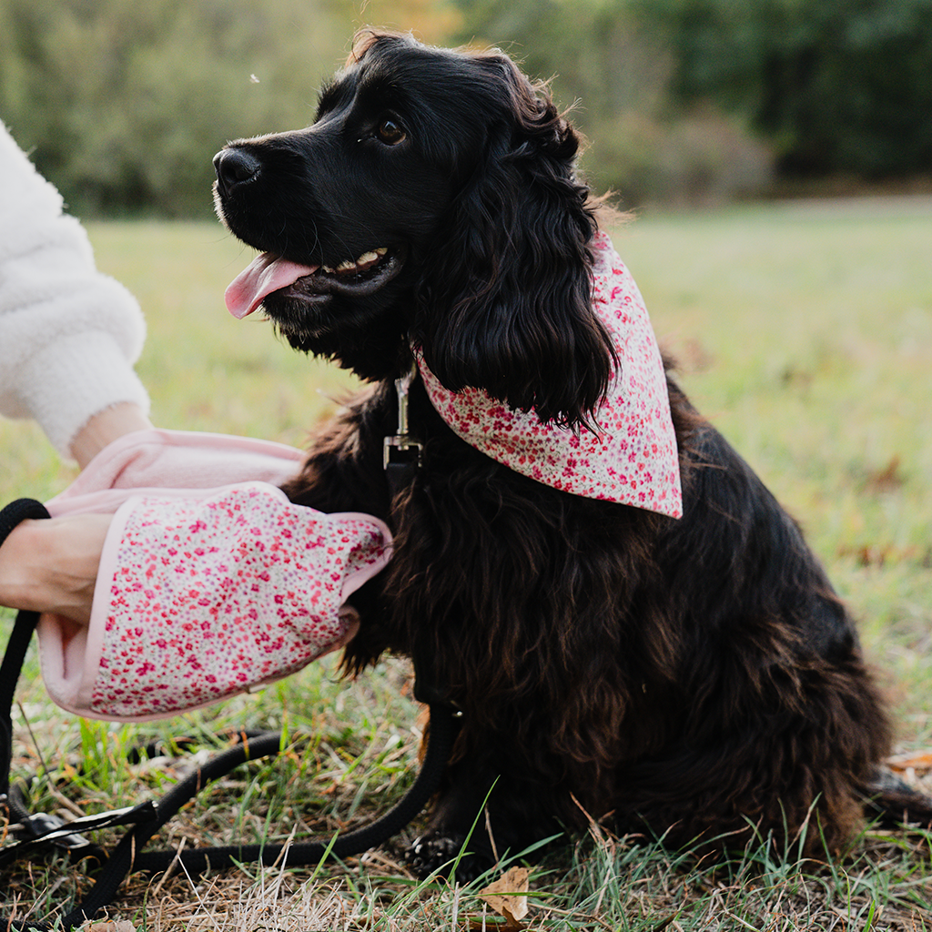 Kit Bandana et essuie-pattes chien & chat | Taya